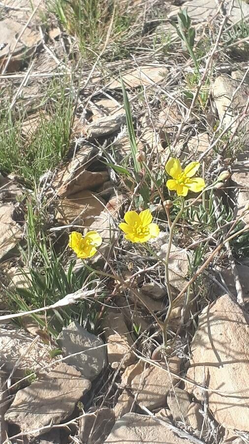 Linum aristatum other