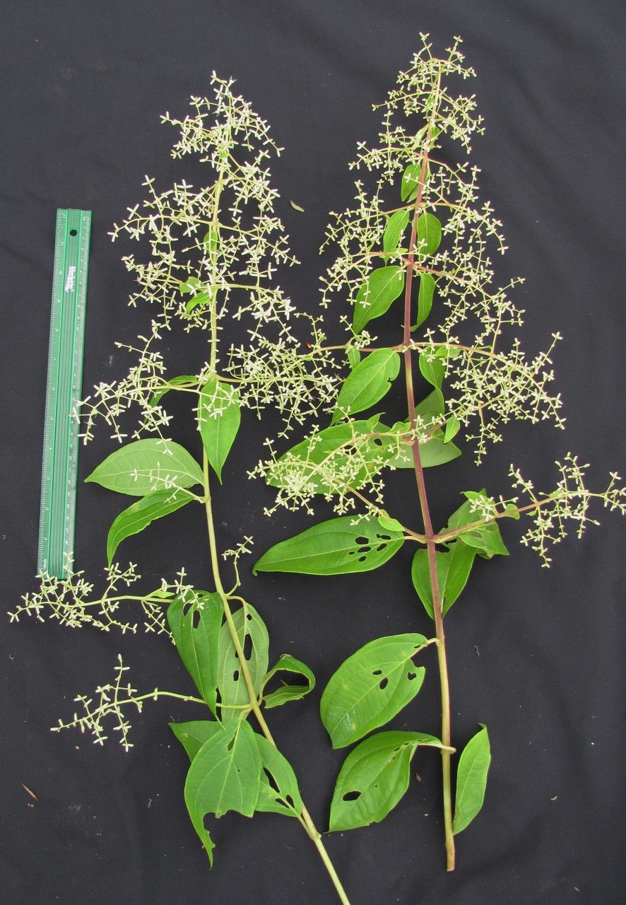 Mikania sylvatica other