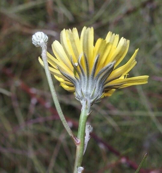 Tolpis succulenta flower
