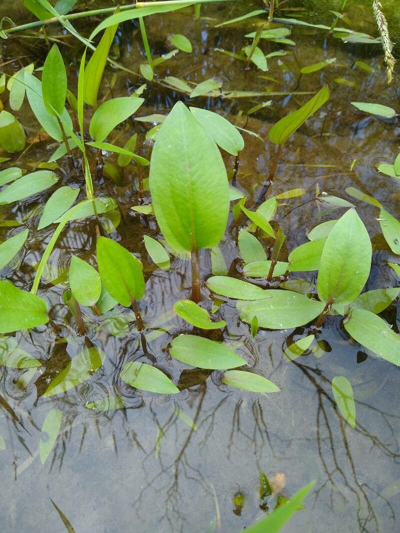 Alisma subcordatum leaf
