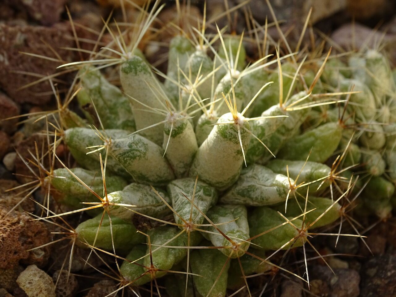 Mammillaria longimamma habit