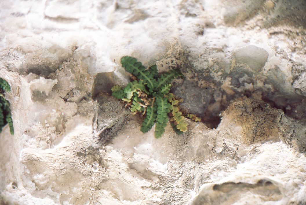 Asplenium jahandiezii habit