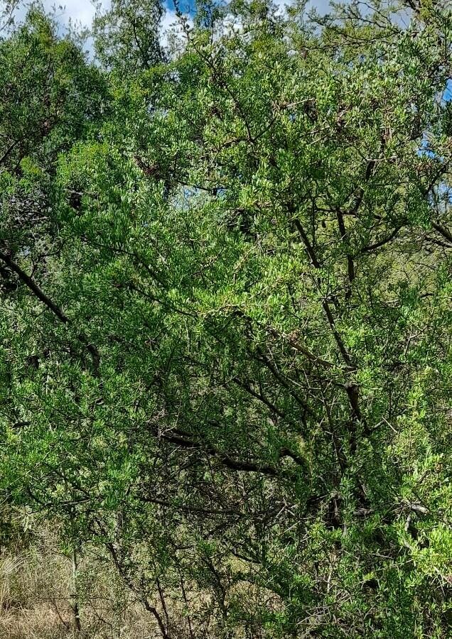 Schinus fasciculata habit