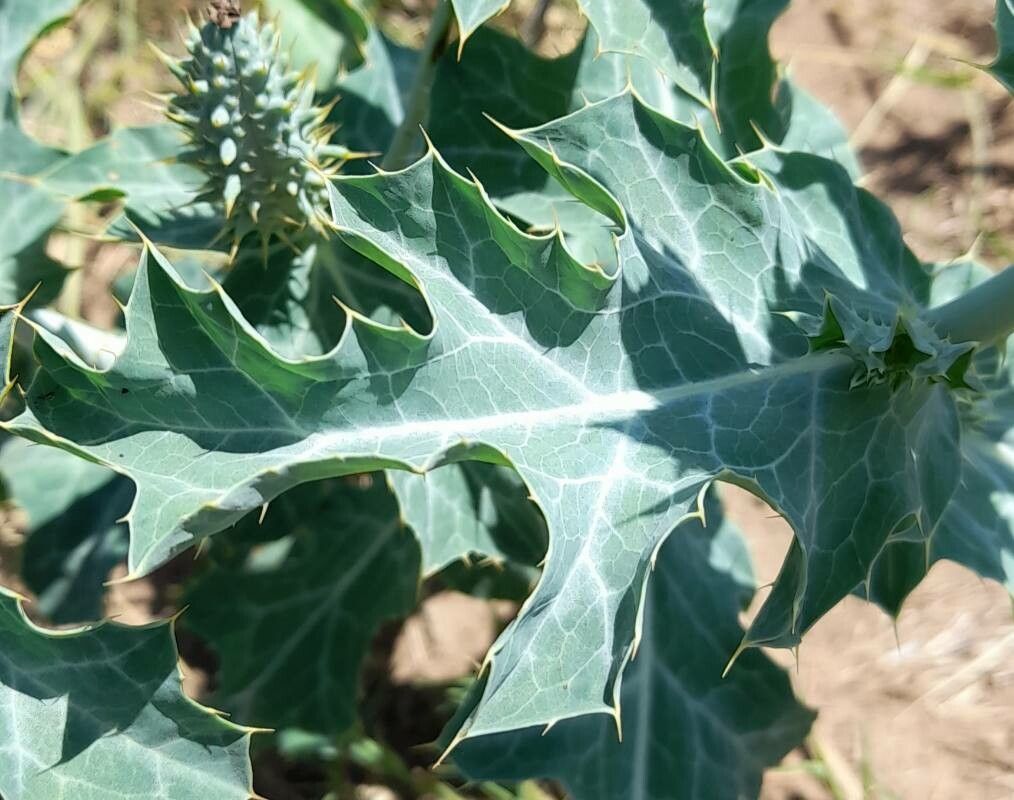 Argemone hunnemannii — houseplant care guide