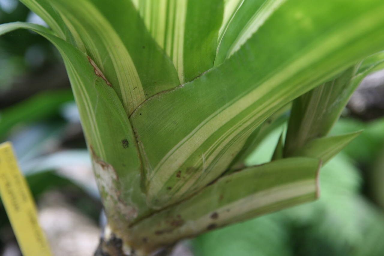 Nidularium innocentii bark