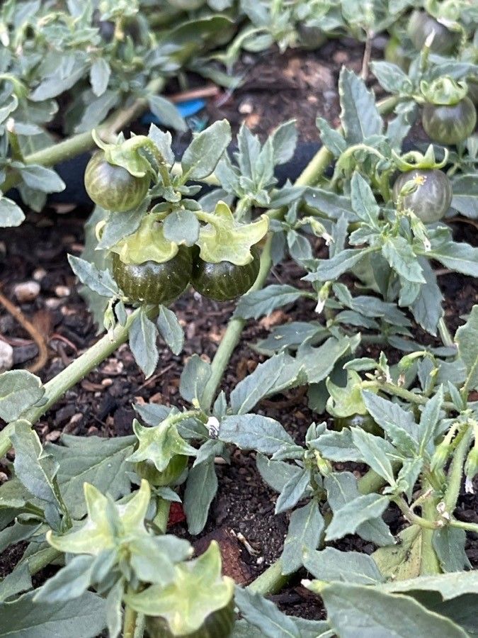 Solanum triflorum fruit