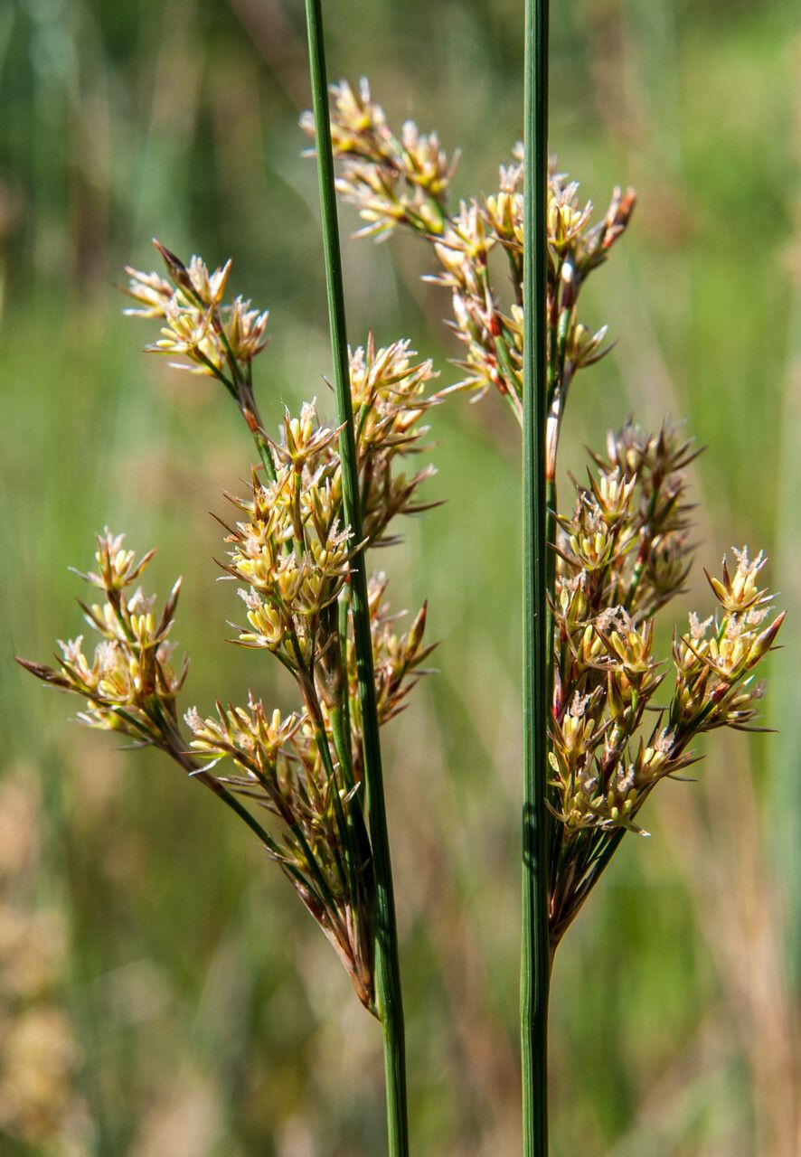 Juncus inflexus flower