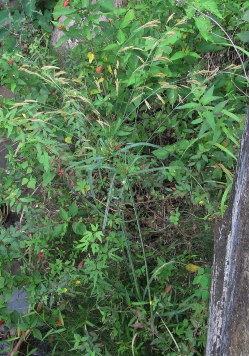 Cyperus prolixus habit