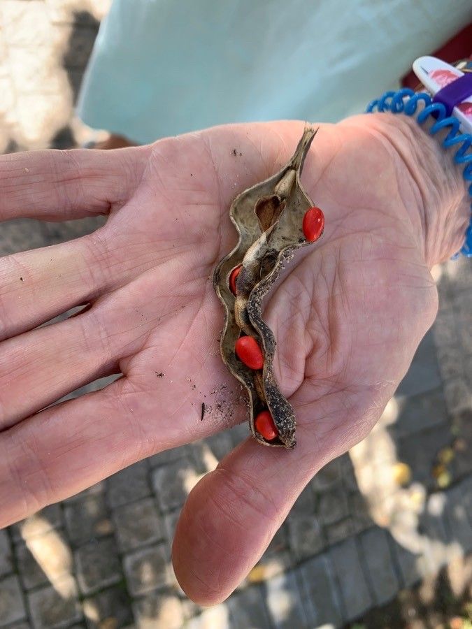 Erythrina herbacea fruit