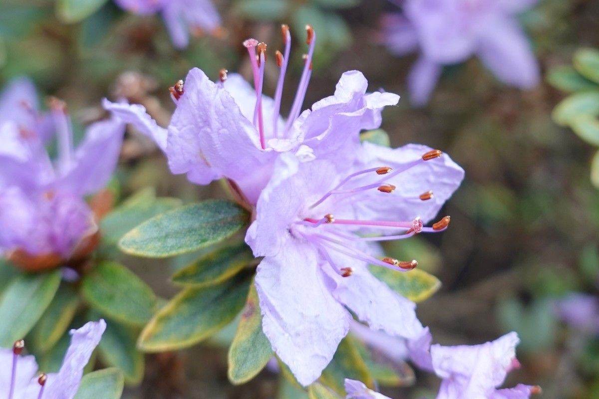 Rhododendron orthocladum flower