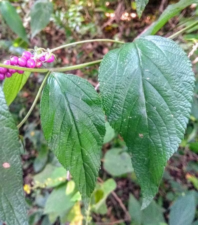 Callicarpa nudiflora — search result for 'Callicarpa'