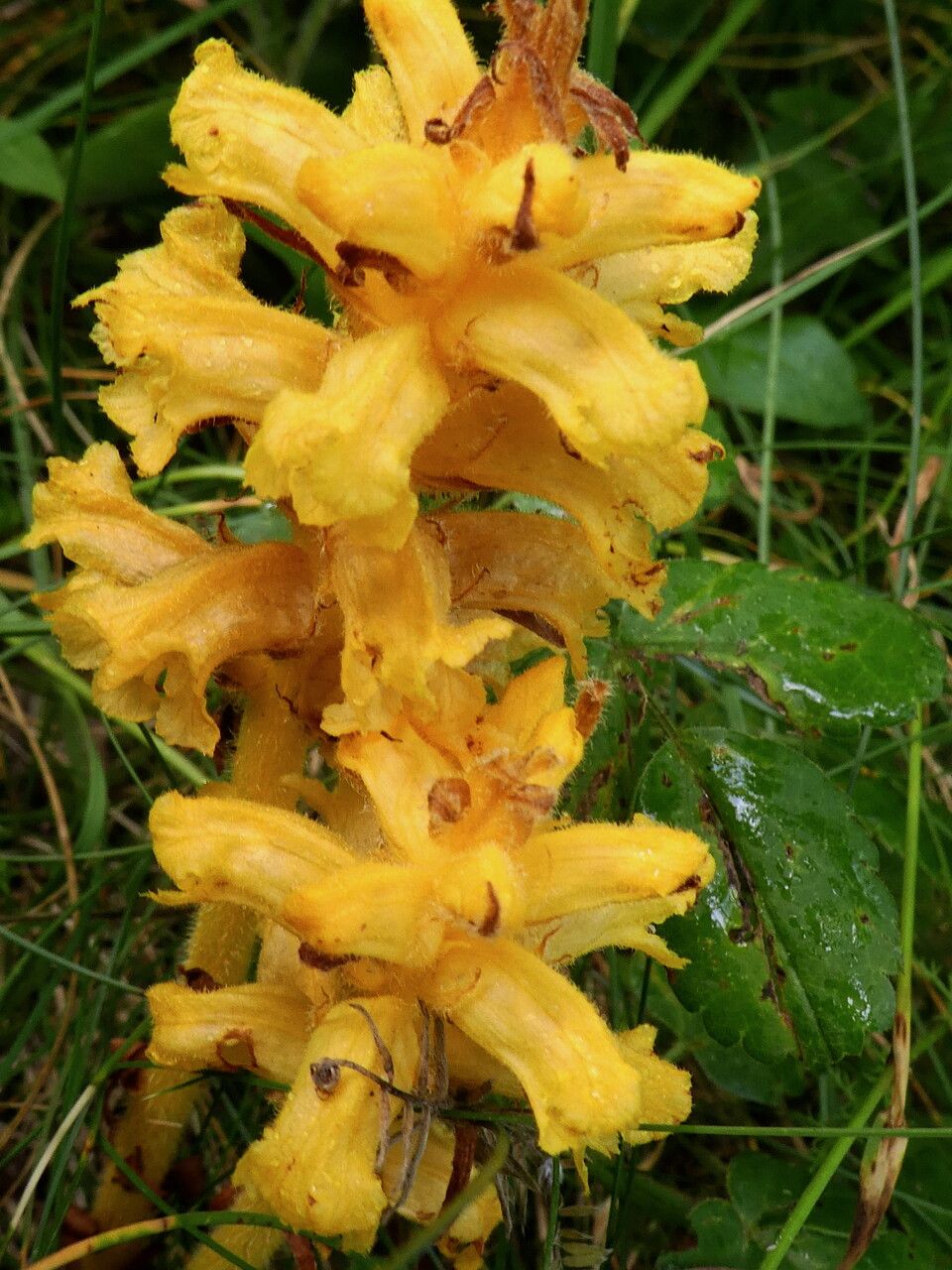 Orobanche flava flower