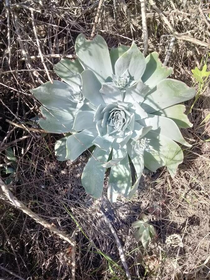 Dudleya pulverulenta leaf