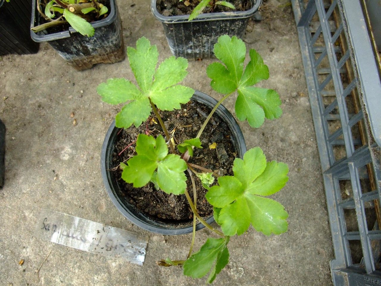 Sanicula elata habit