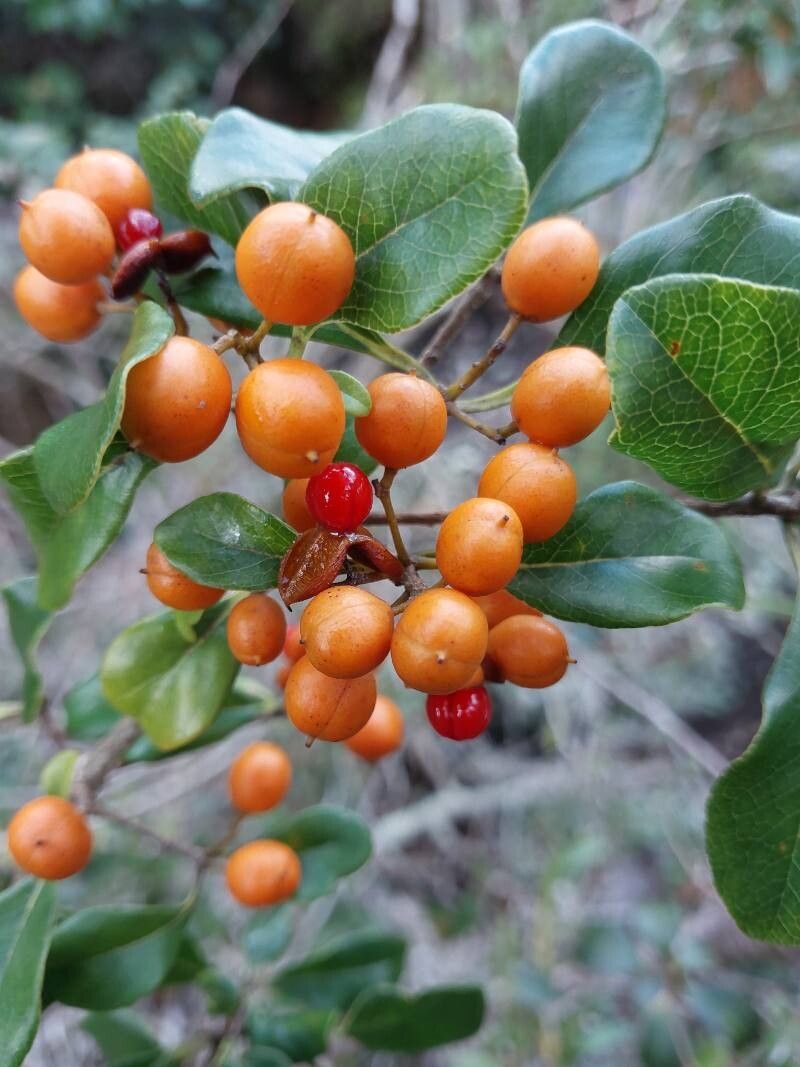 Pittosporum stenopetalum fruit