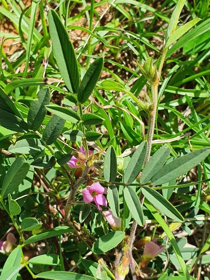 Tephrosia subtriflora leaf