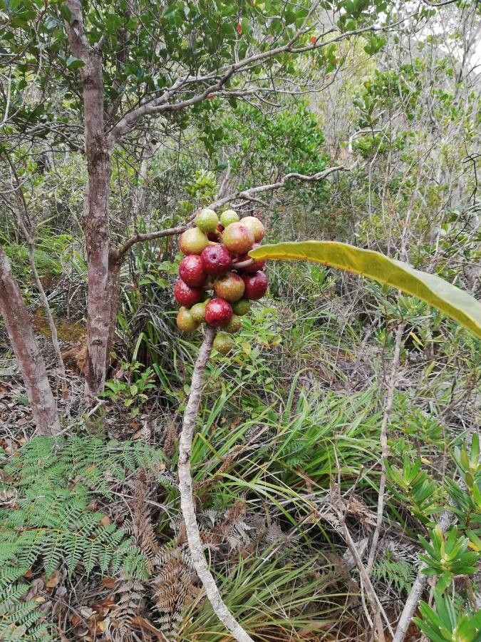 Ficus austrocaledonica fruit