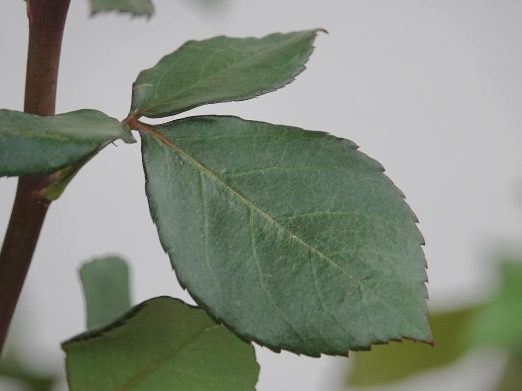 Rosa × odorata leaf