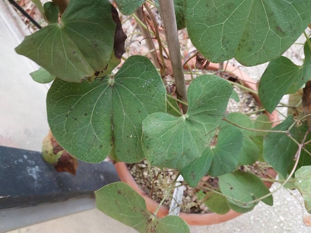 Tylosema fassoglense leaf