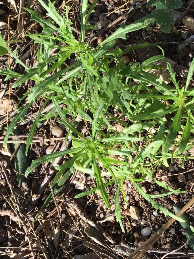 Diplotaxis harra leaf