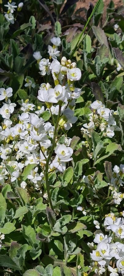 Arabis caucasica flower