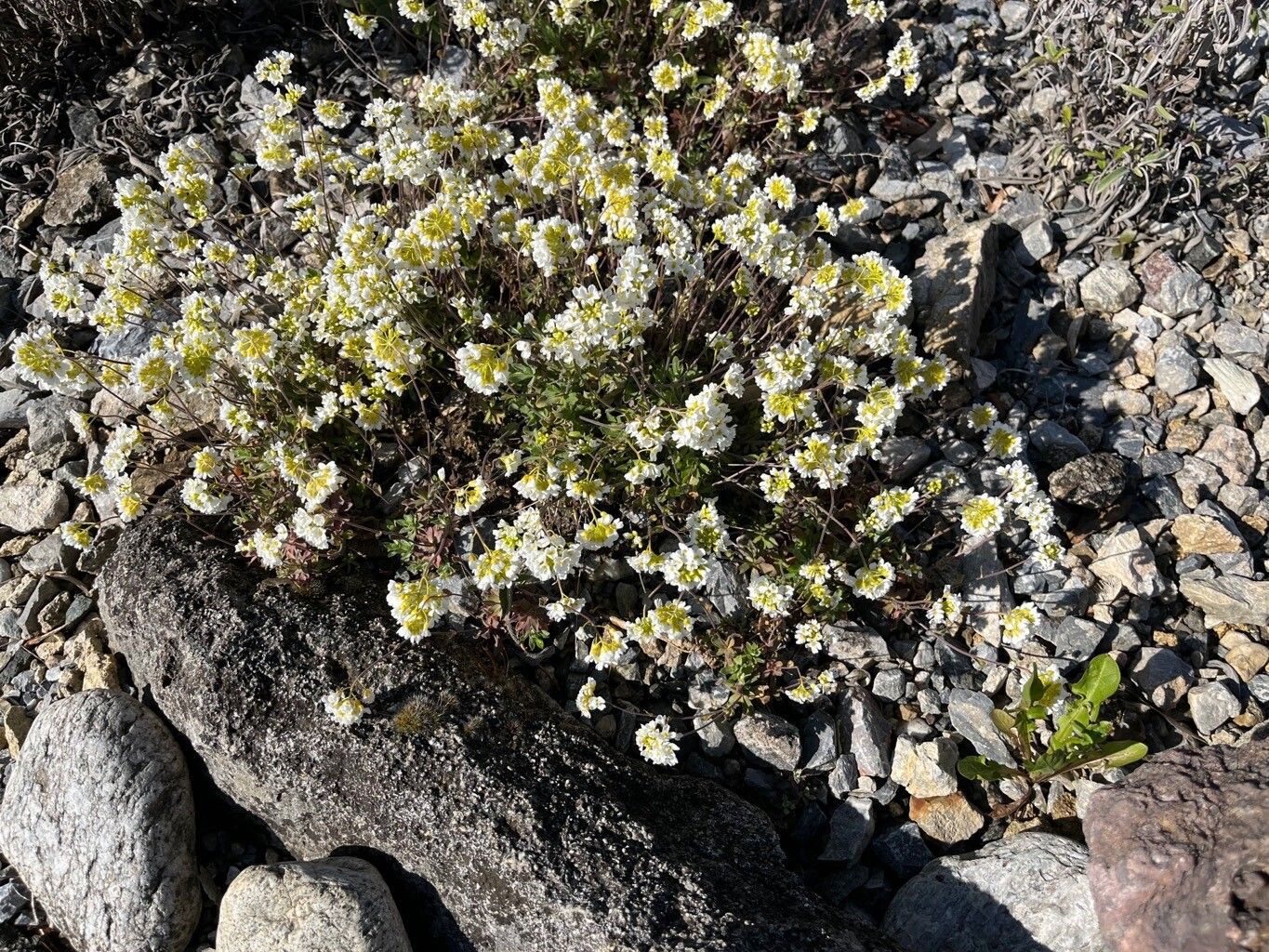 Draba doerfleri habit