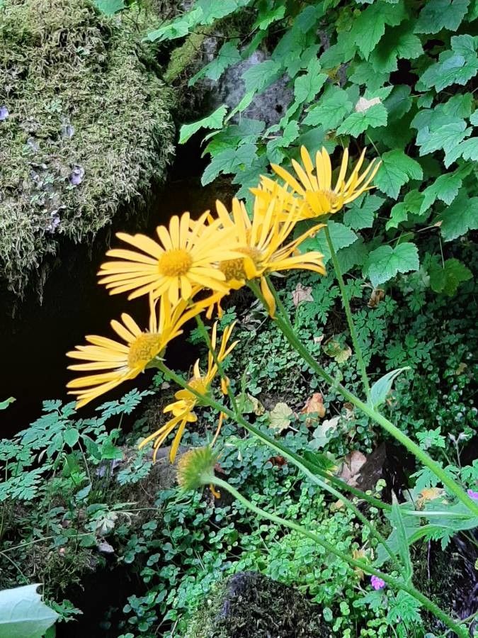 Doronicum austriacum bark