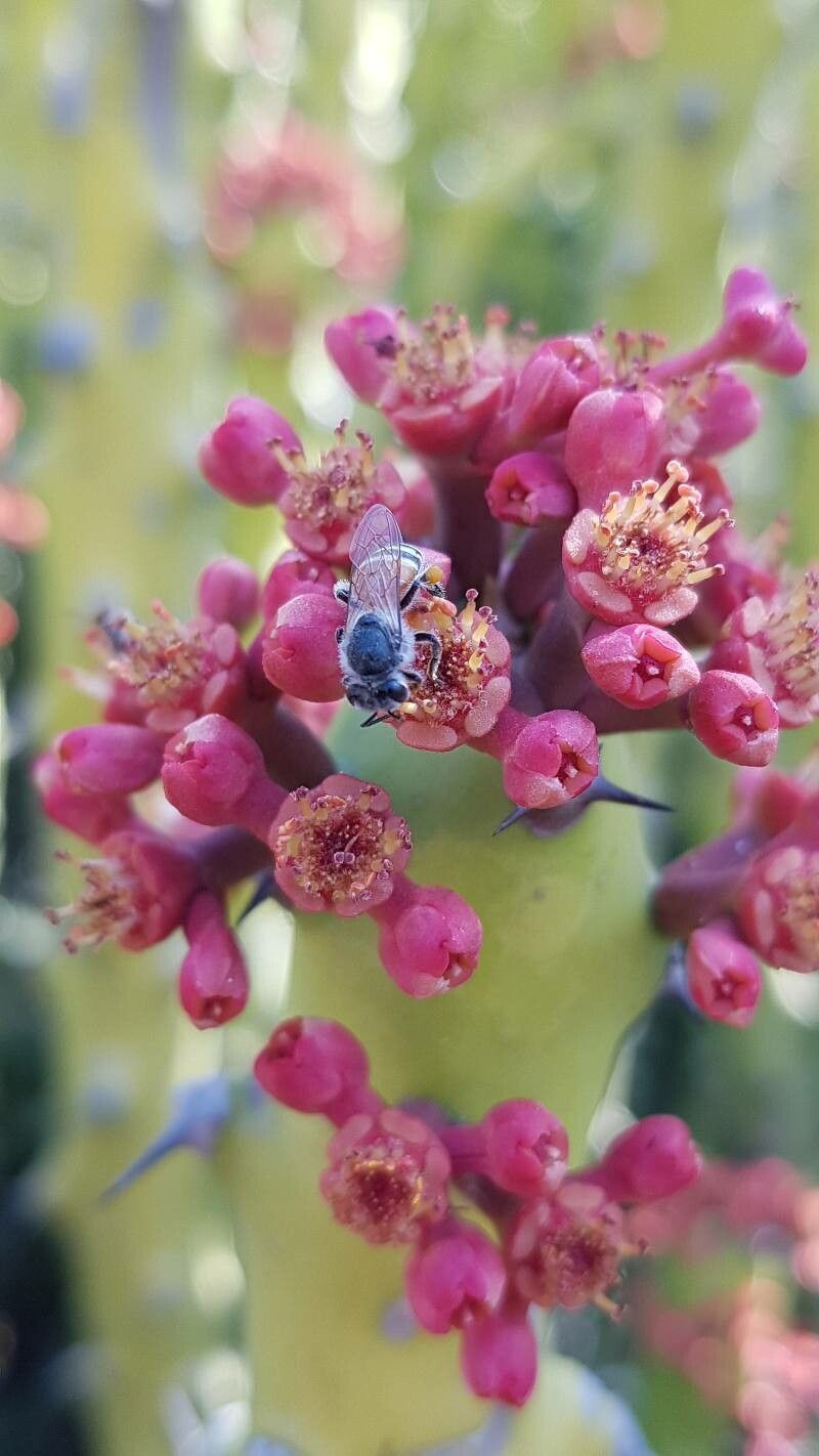 Euphorbia caducifolia flower