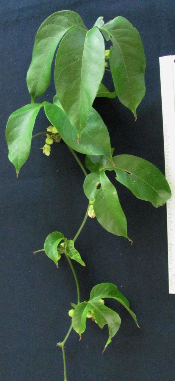 Cayaponia granatensis other