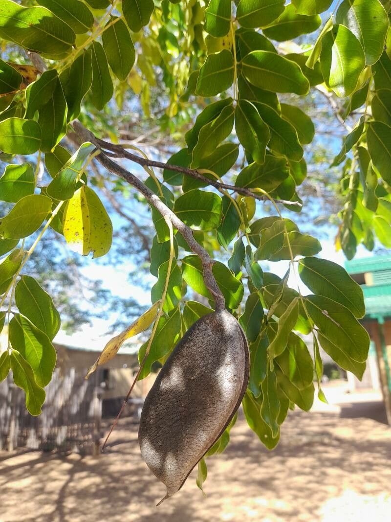 Afzelia quanzensis fruit
