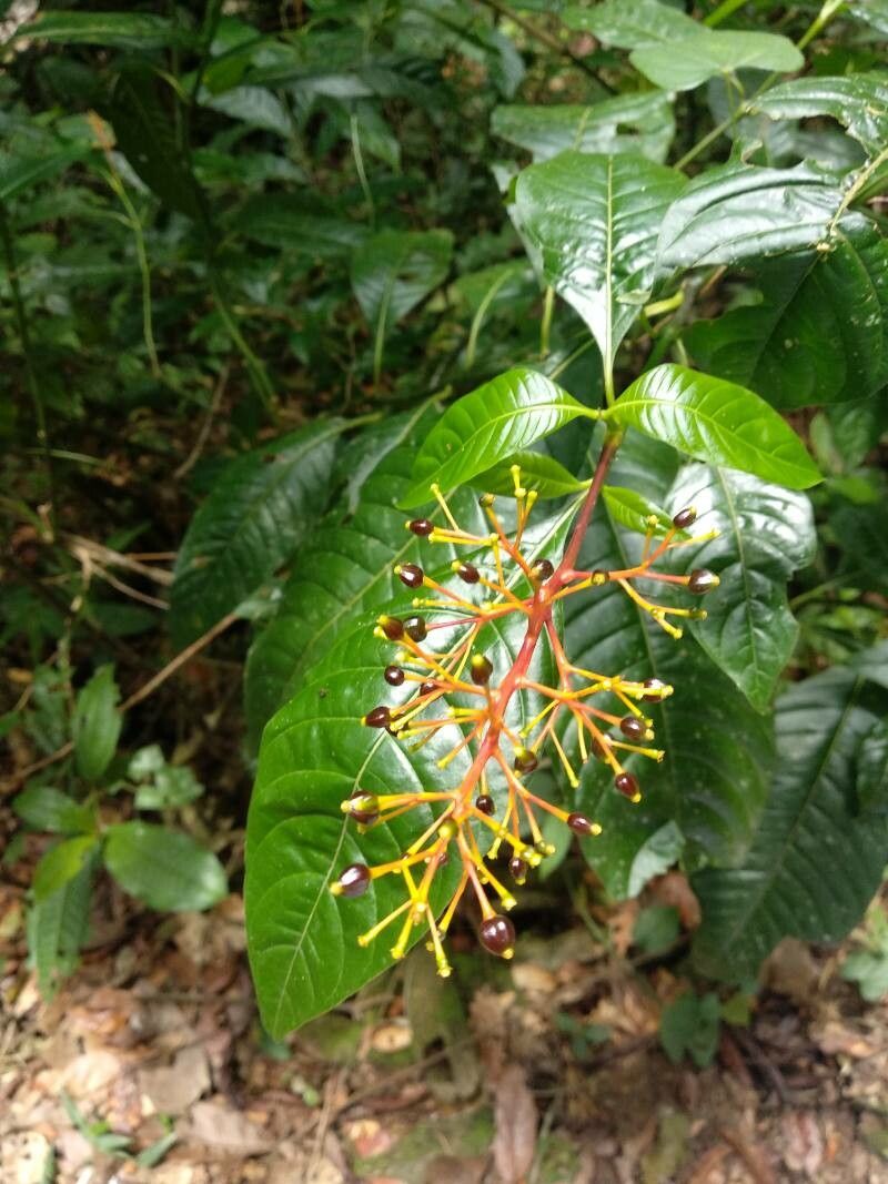 Palicourea guianensis fruit