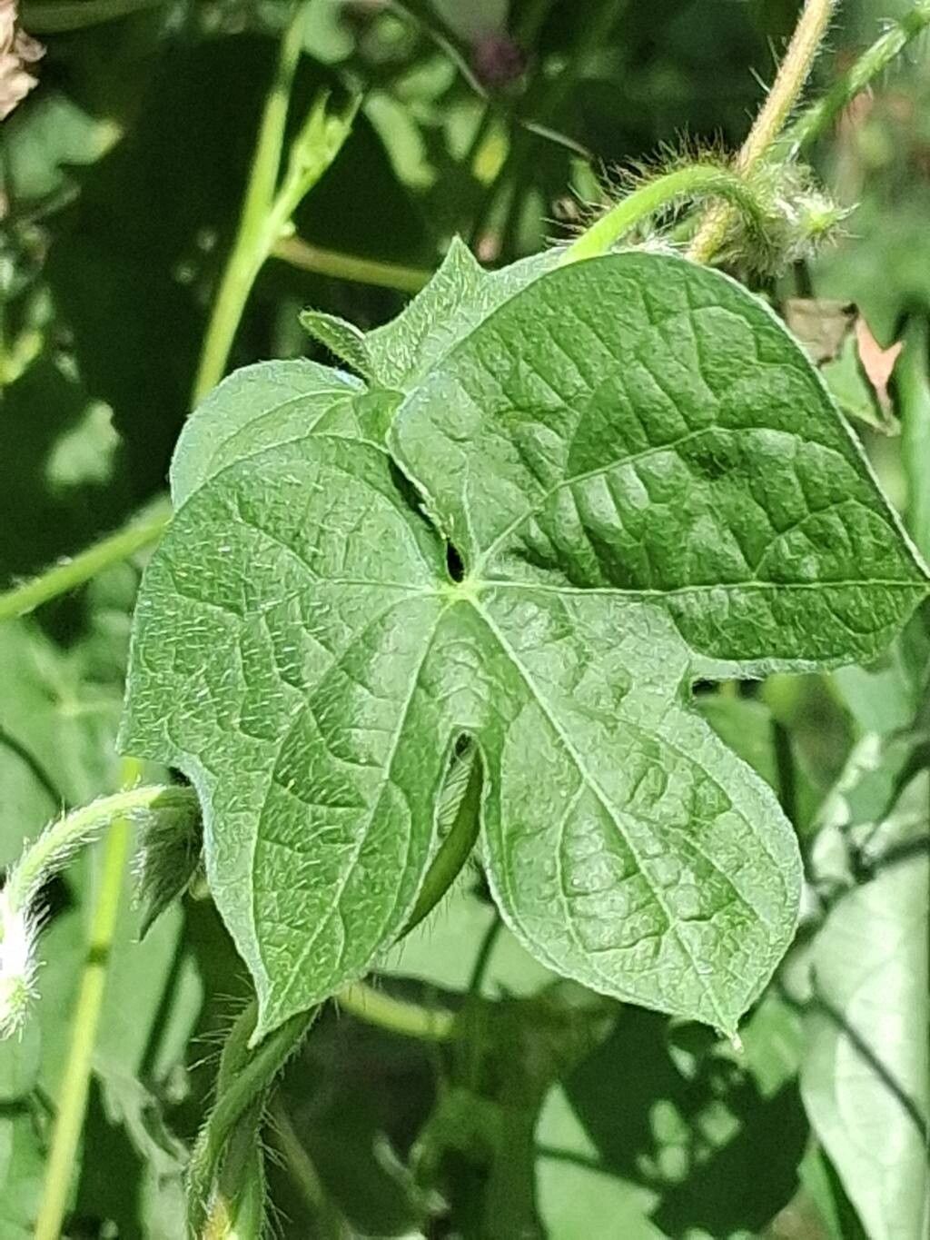 Ipomoea coccinea leaf