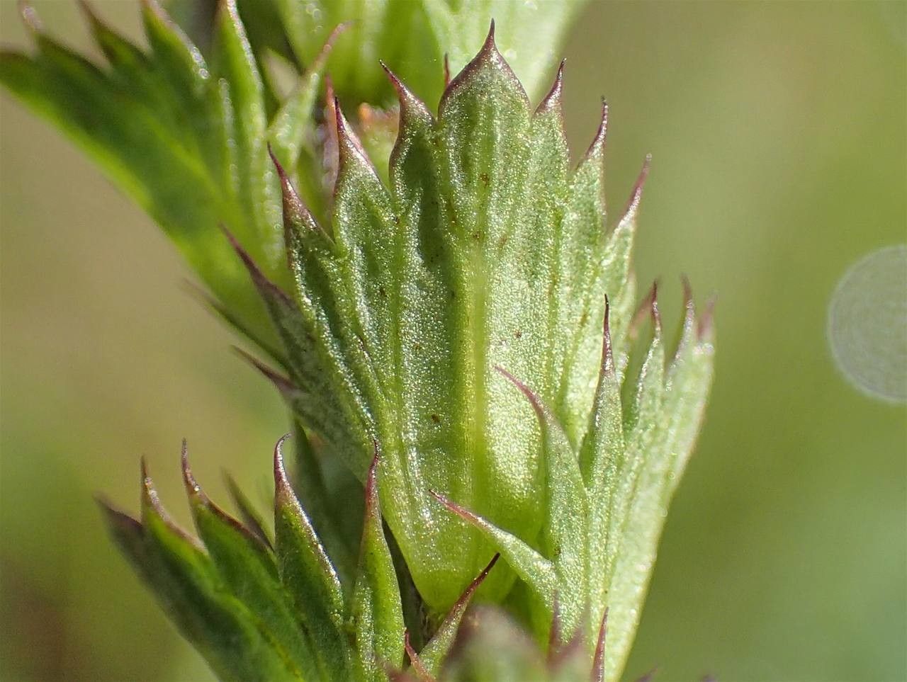 Euphrasia stricta fruit