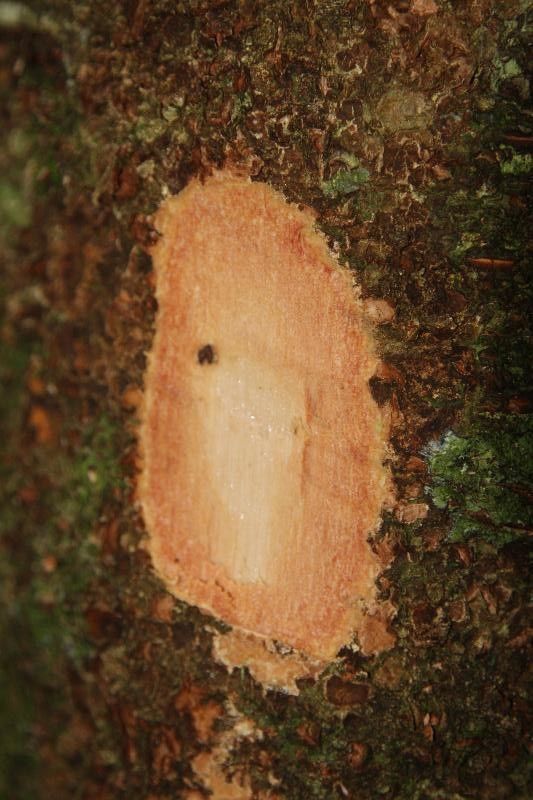 Inga nouragensis other