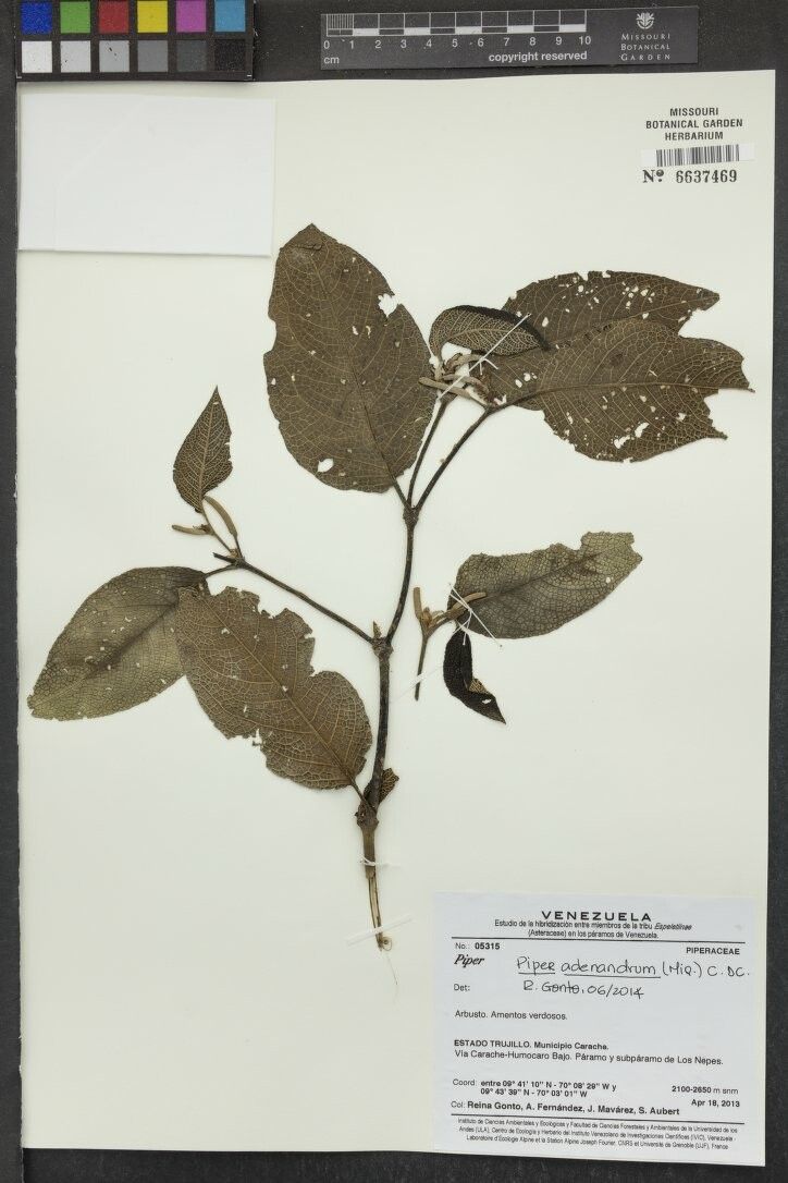 Piper adenandrum other