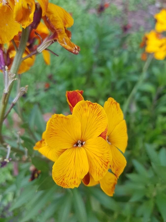 Fourraea alpina flower