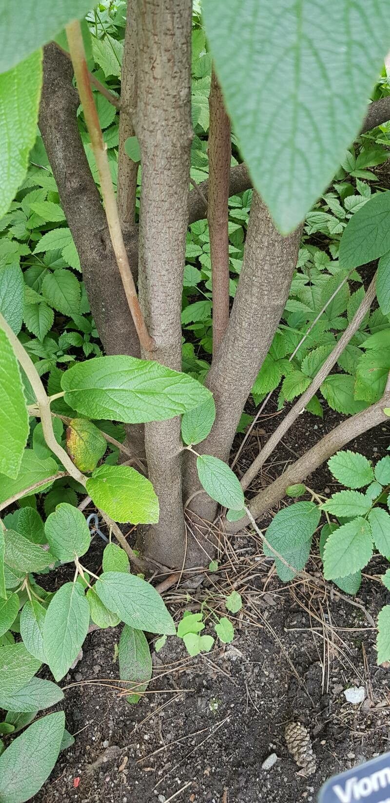 Viburnum × rhytidophylloides bark