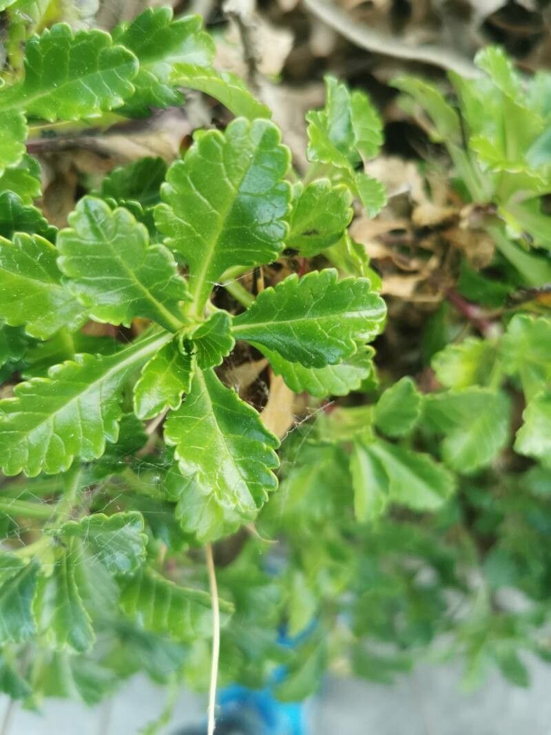 Scabiosa farinosa leaf