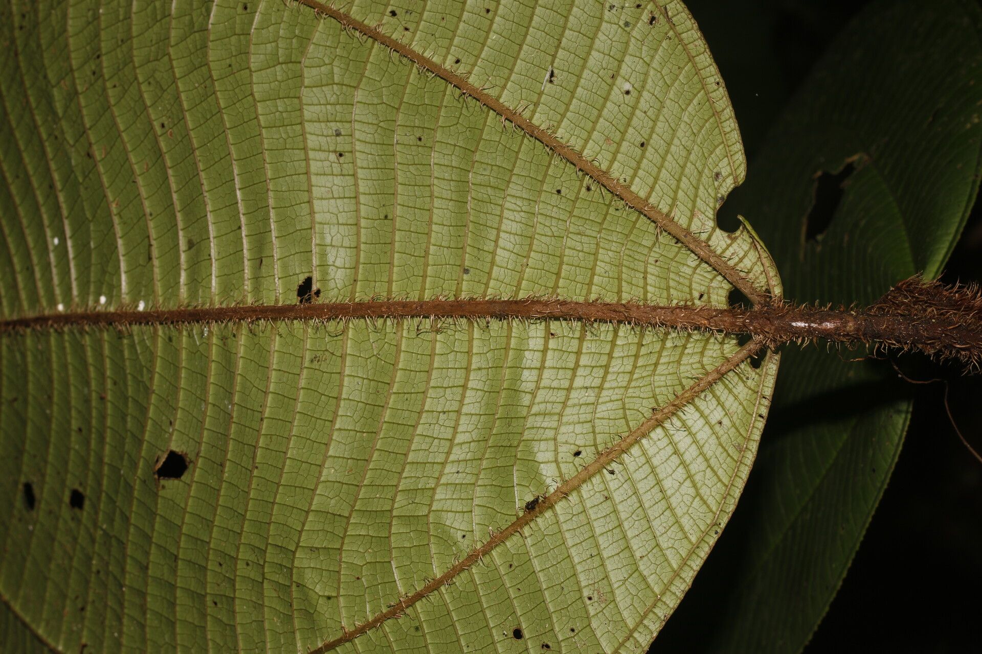 Miconia sparrei — search result for 'Melastomataceae'