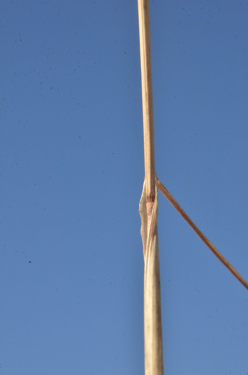 Taeniatherum caput-medusae — houseplant care guide