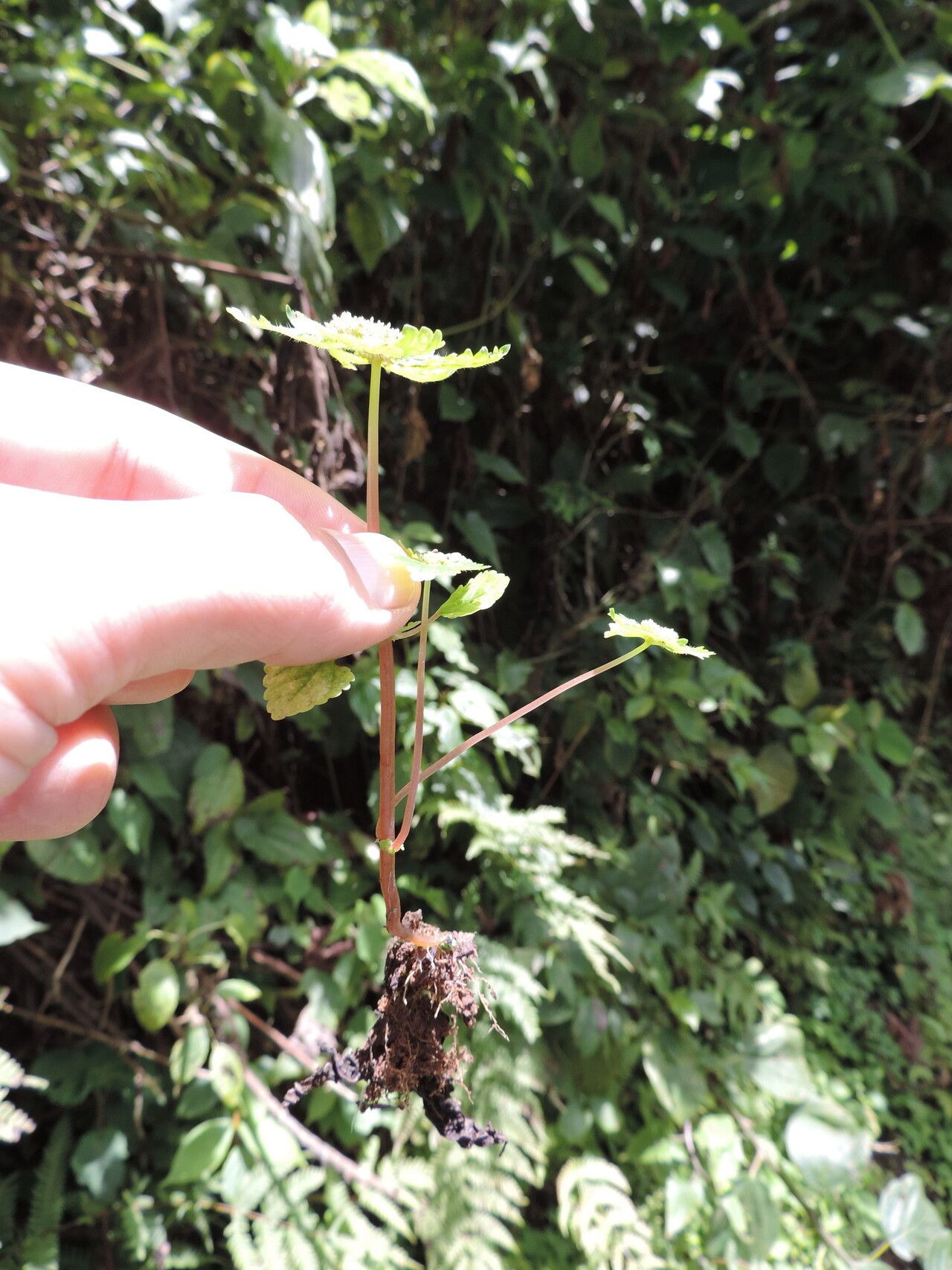Pilea tetraphylla habit