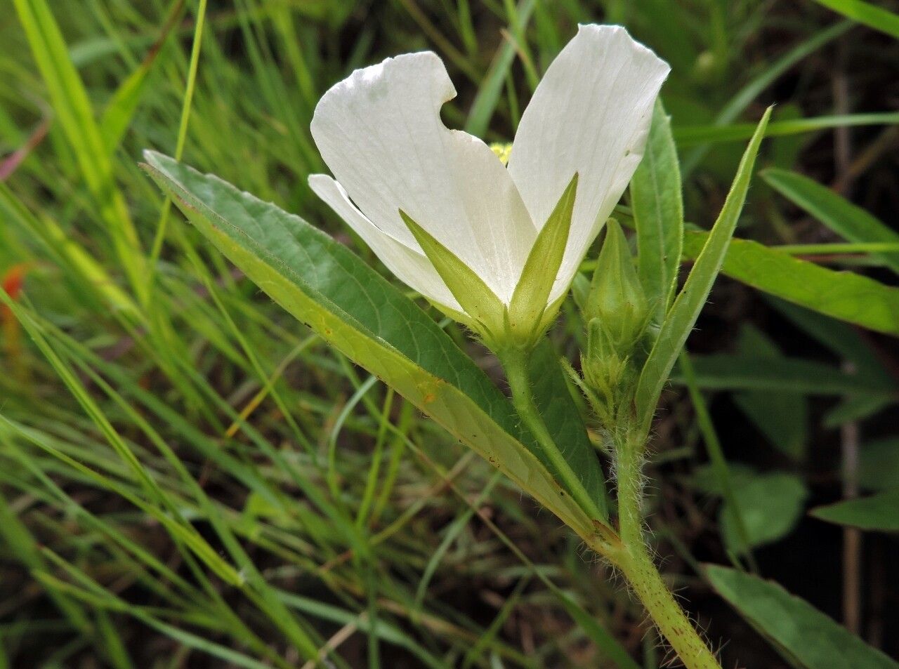 Hibiscus articulatus flower