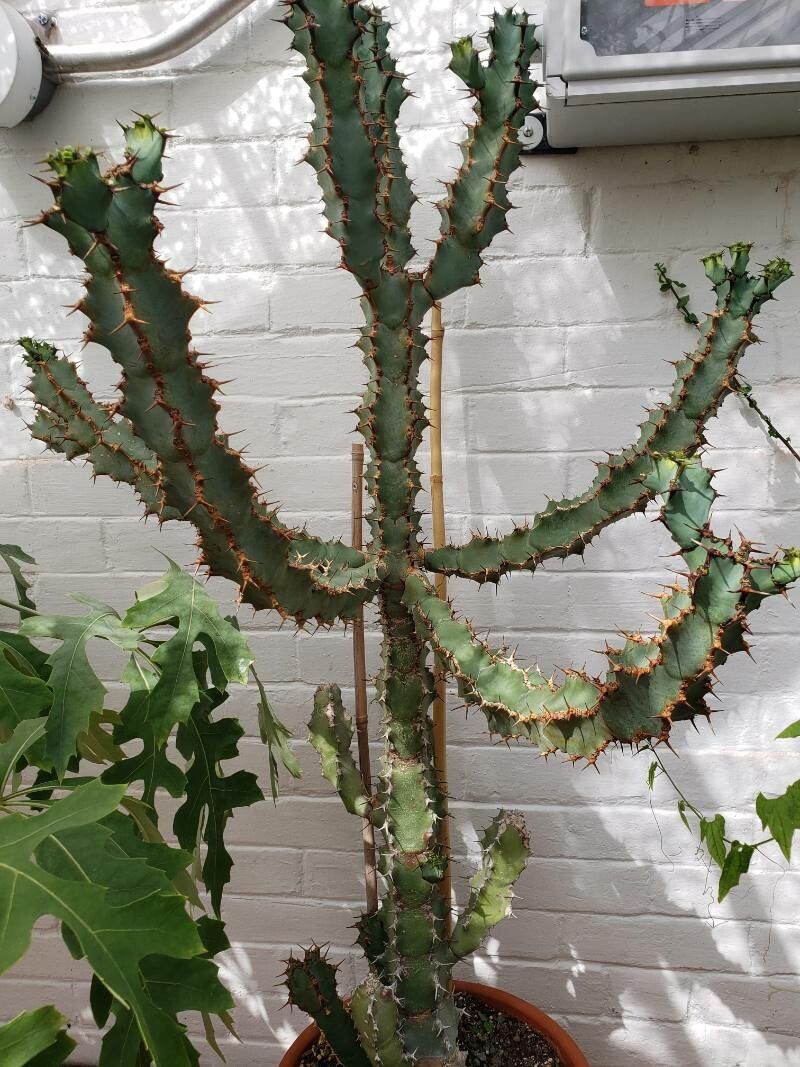 Euphorbia caerulescens habit