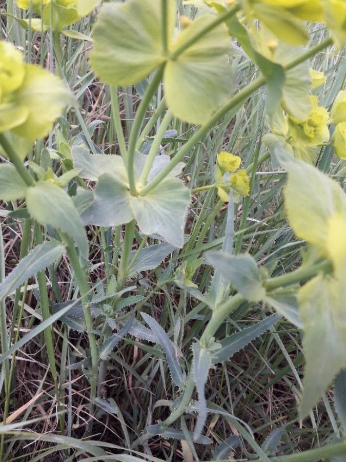 Euphorbia serrata leaf