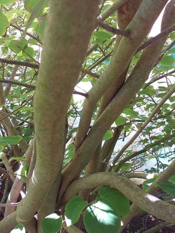 Corylopsis spicata bark