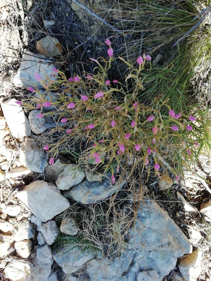 Centaurium quadrifolium flower