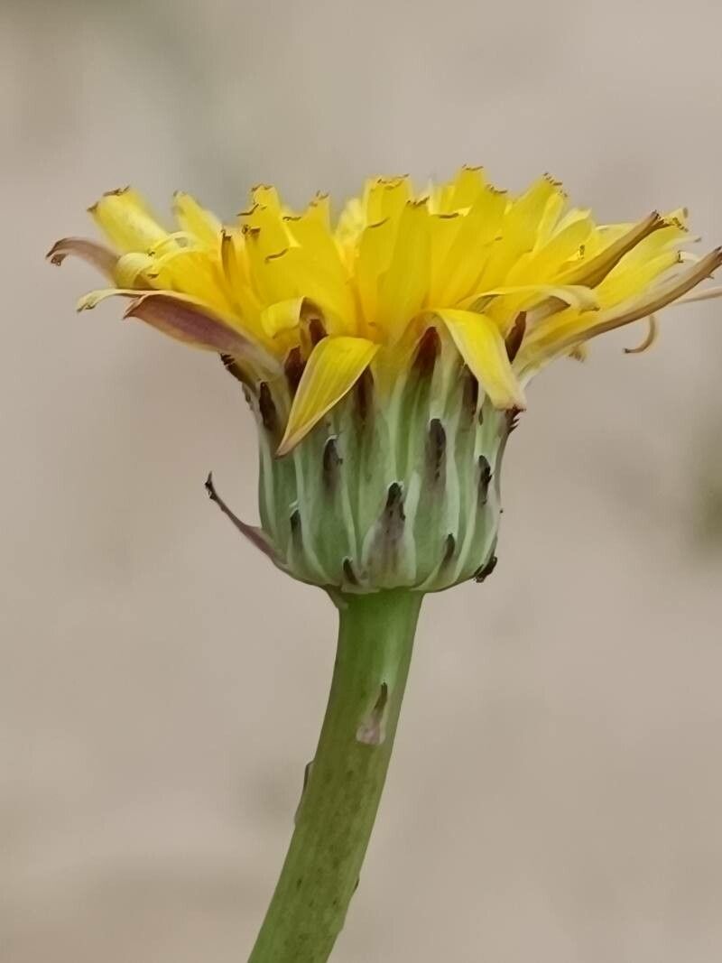 Hypochaeris radiata flower