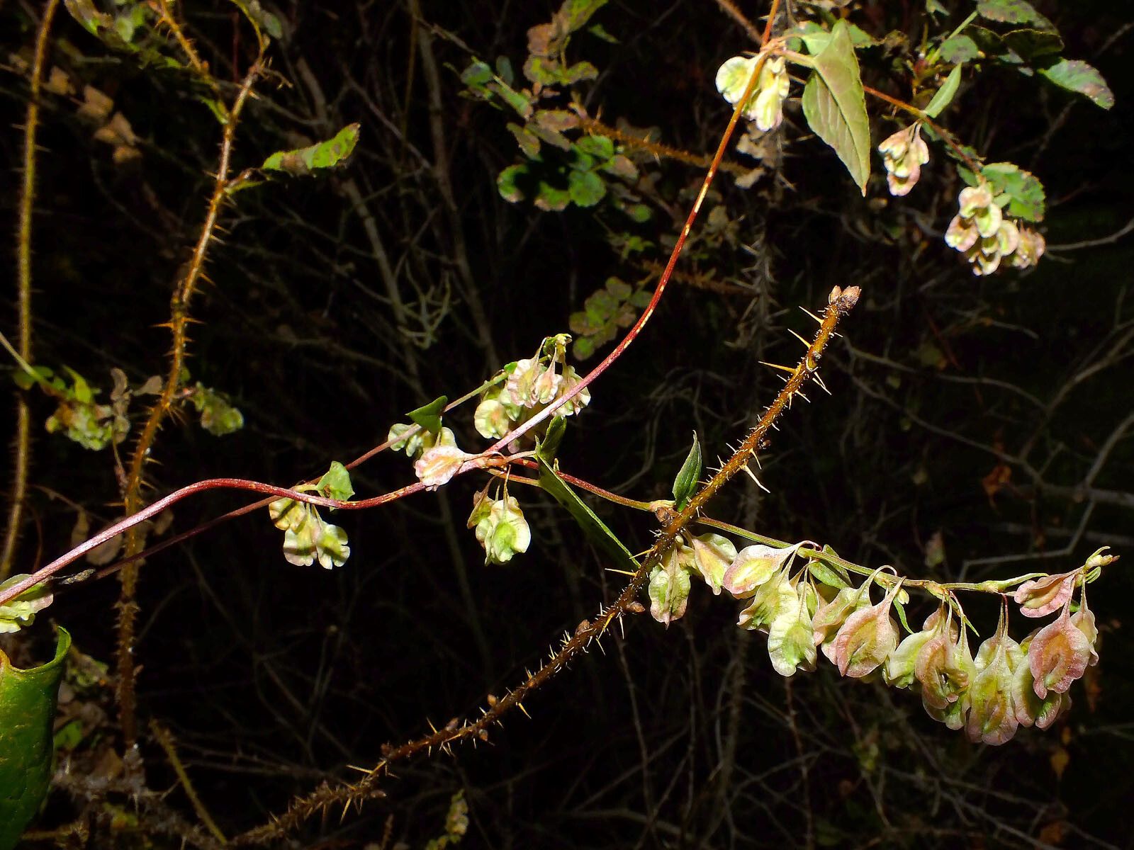 Rumex sagittatus fruit
