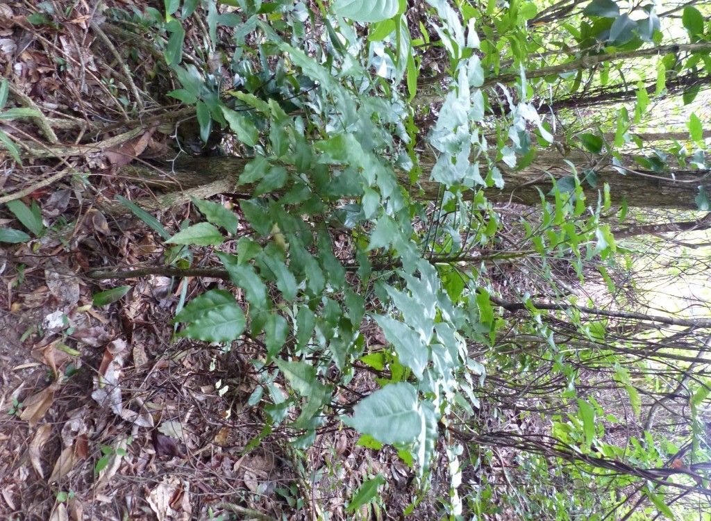 Phyllanthus baladensis — search result for 'Phyllanthus'