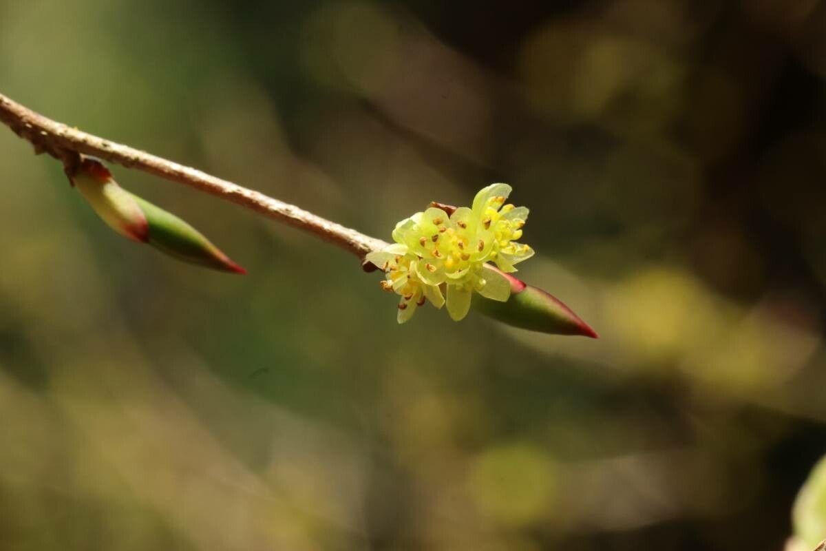 Lindera praecox — search result for 'Lindera'